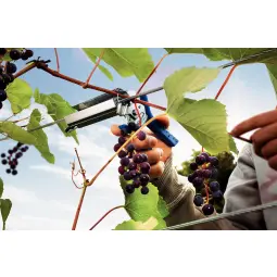 Rapid C50 Vine Hogrings Steel